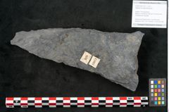 Foto (Objekt + Etikett) von Sigillaria elongata Brongniart (NHMW-GEO-2024-0188-11071)